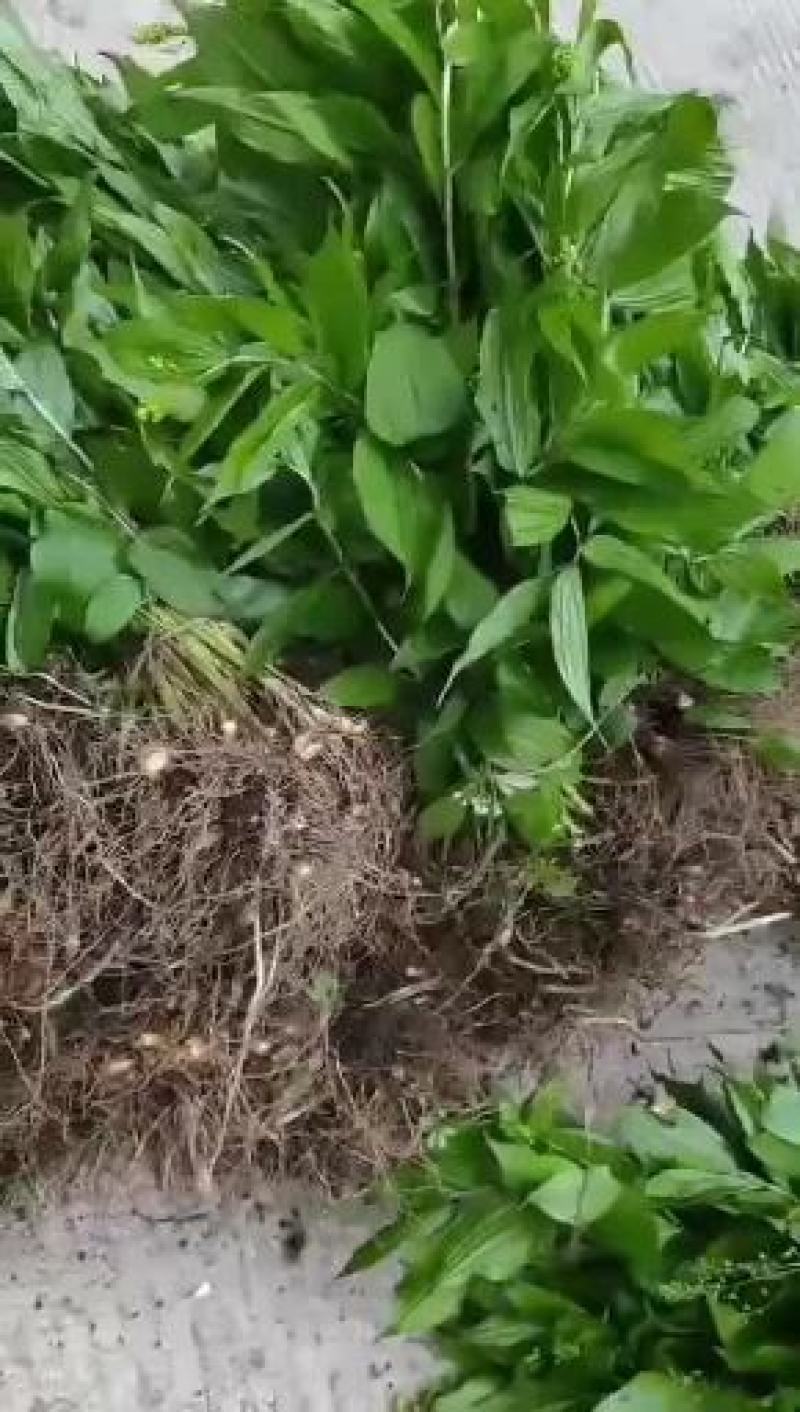 黄精种苗鸡头黄精姜型多花黄精苗滇黄精苗大量低价批发