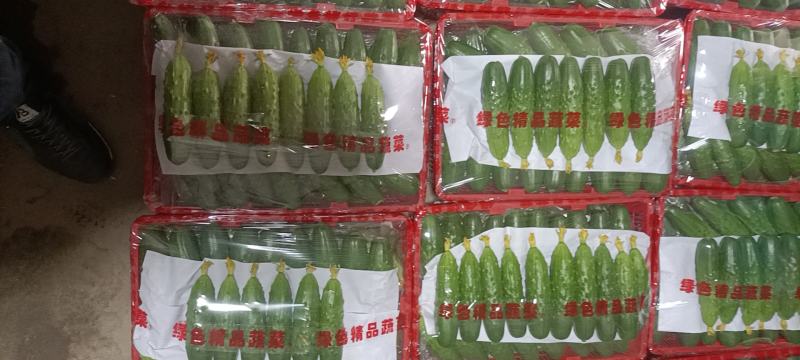 绥中旱黄瓜便宜了
