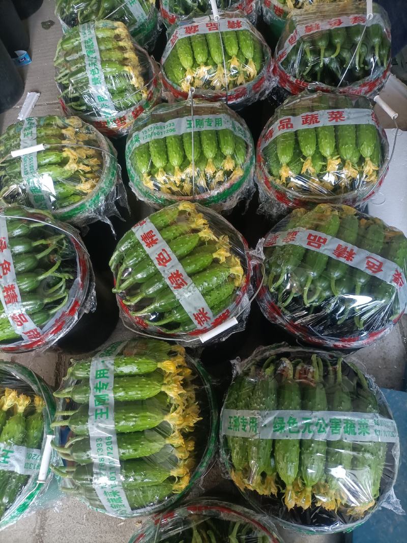 绥中旱黄瓜便宜了
