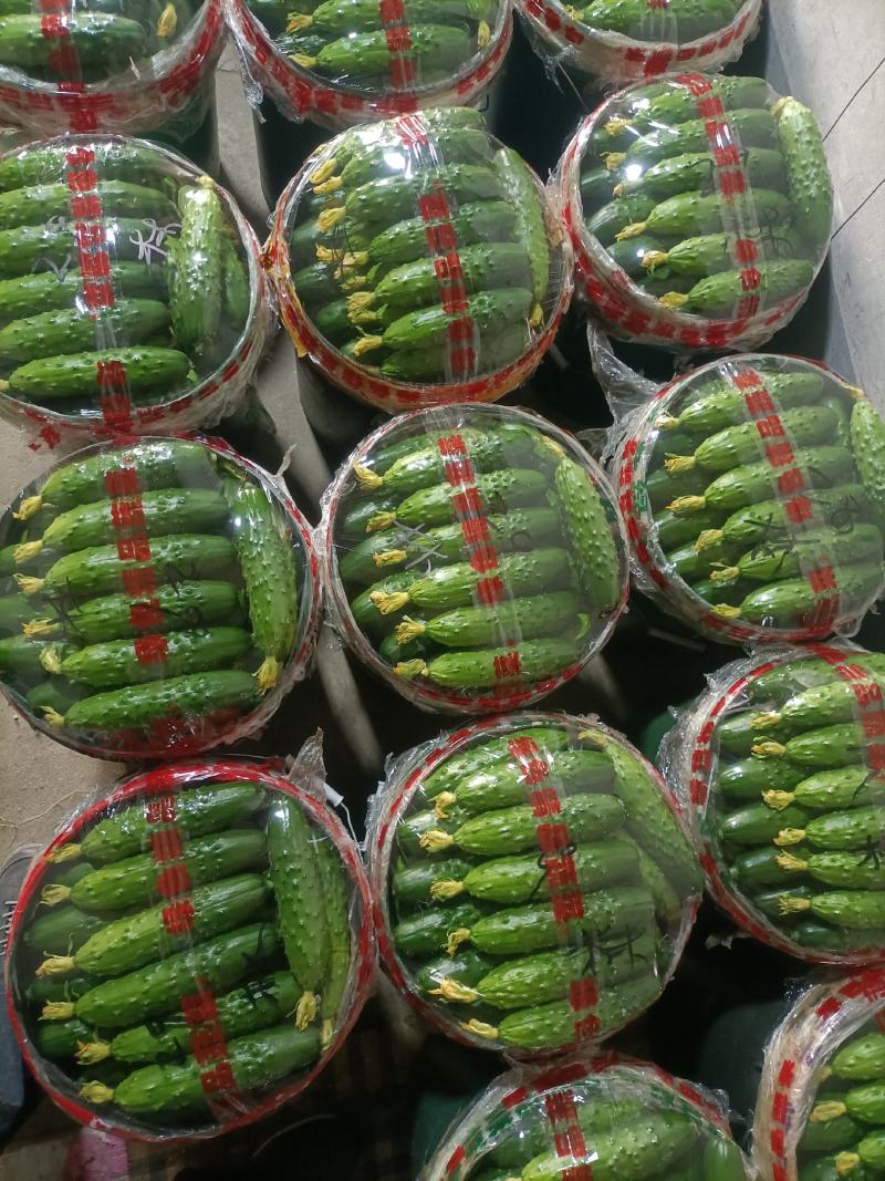 绥中旱黄瓜便宜了