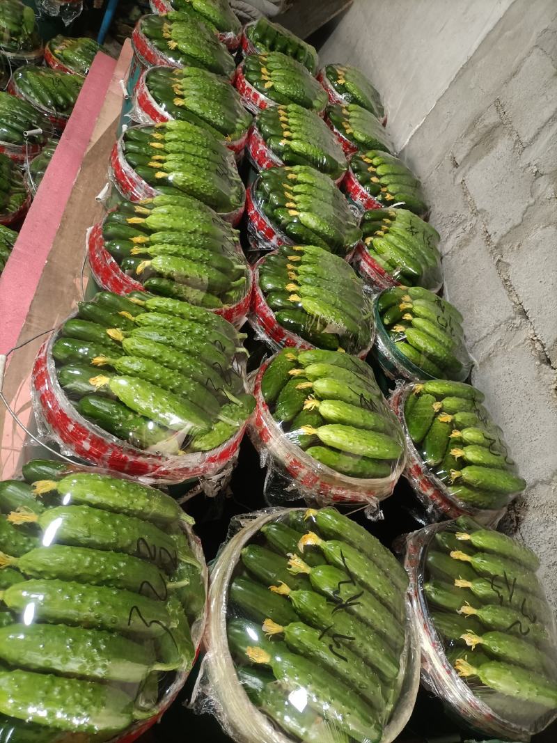 绥中旱黄瓜便宜了