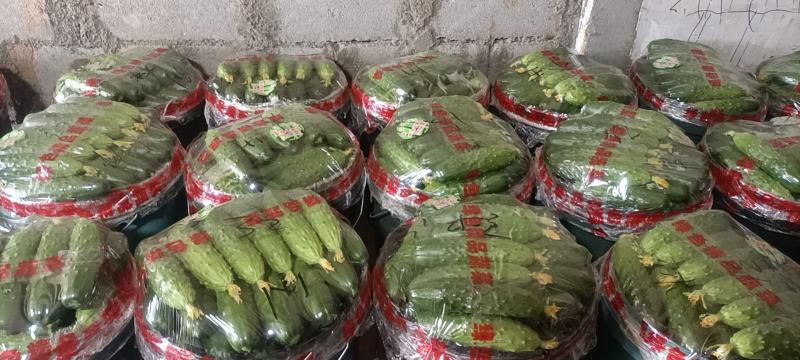 绥中旱黄瓜便宜了