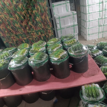 绥中旱黄瓜真好