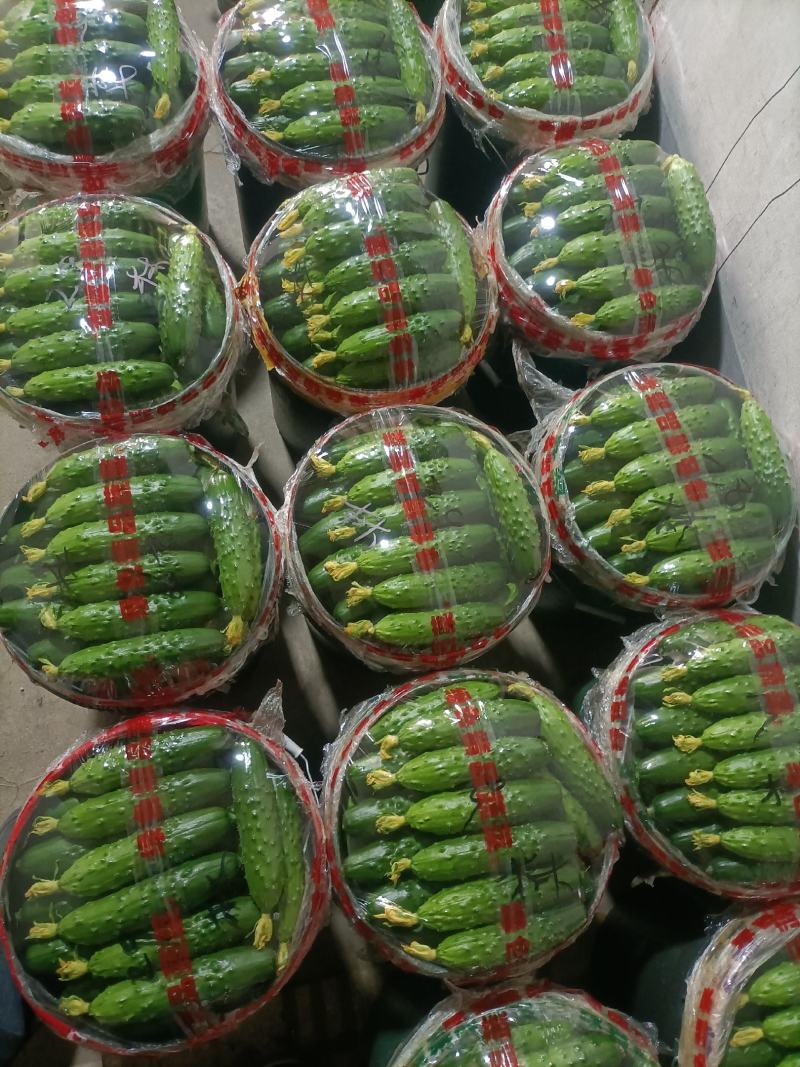 绥中旱黄瓜真好