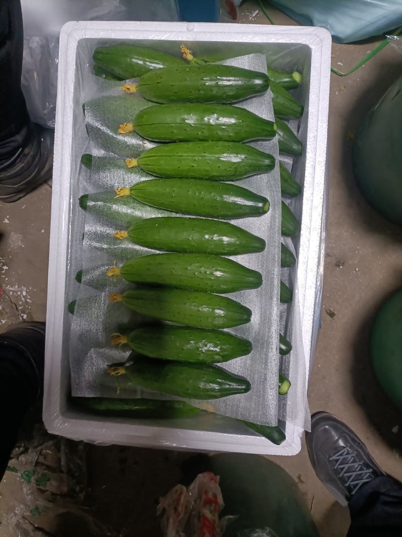 绥中旱黄瓜真好