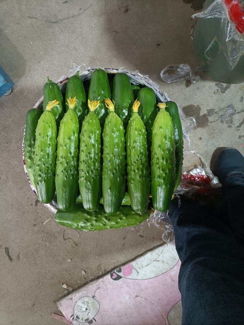 绥中旱黄瓜真好
