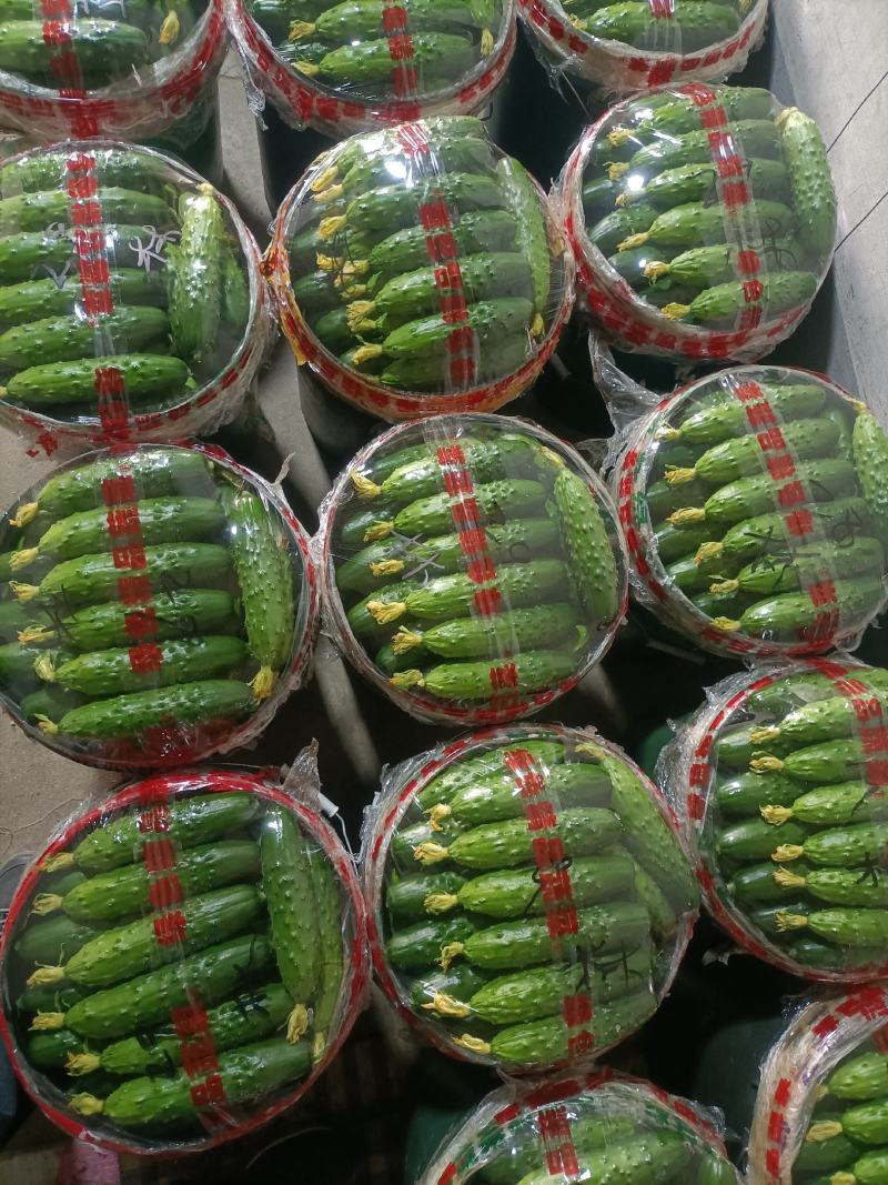 绥中旱黄瓜真好