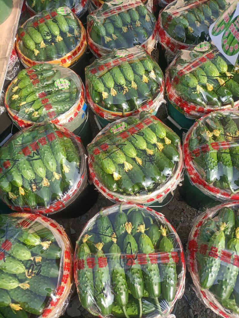 绥中旱黄瓜真好
