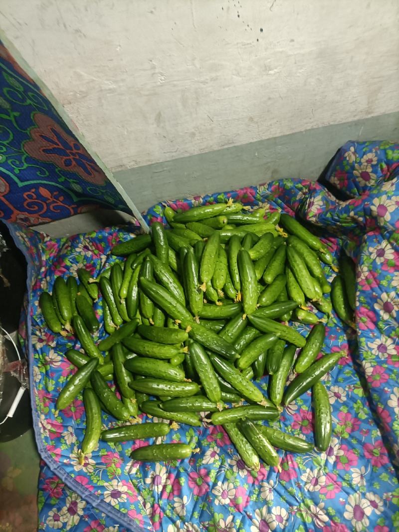 绥中旱黄瓜真好