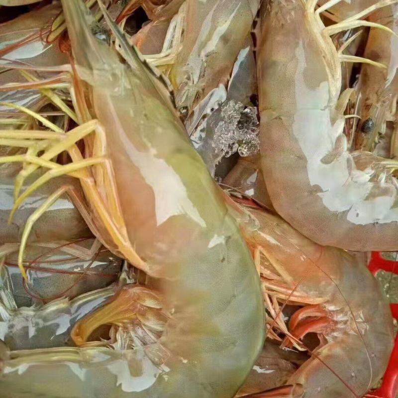 天然深海明虾，当晚捕捞上岸速冻锁鲜，肉质紧实，鲜美，