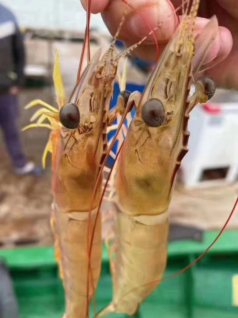 天然深海明虾，当晚捕捞上岸速冻锁鲜，肉质紧实，鲜美，