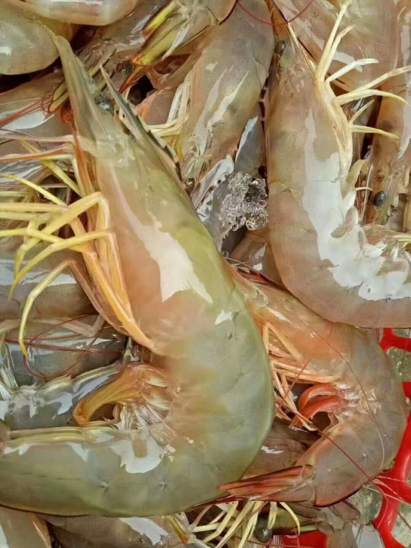 天然深海明虾，当晚捕捞上岸速冻锁鲜，肉质紧实，鲜美，