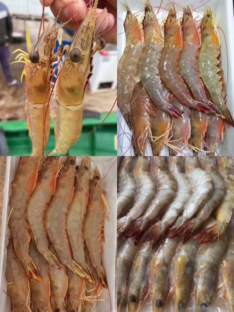 天然深海明虾，当晚捕捞上岸速冻锁鲜，肉质紧实，鲜美，