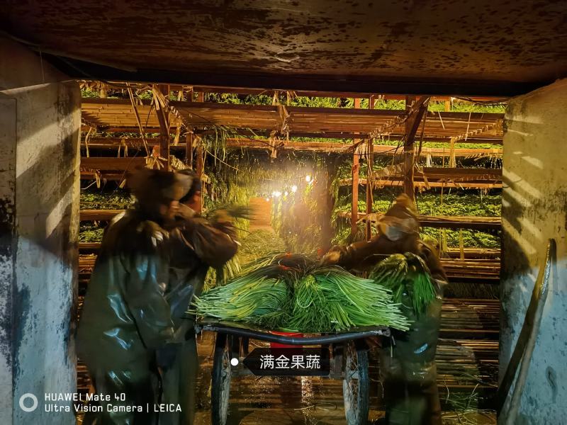 仓库冷库出租配资专业储存蒜苔大蒜大白菜储存吨位灵活
