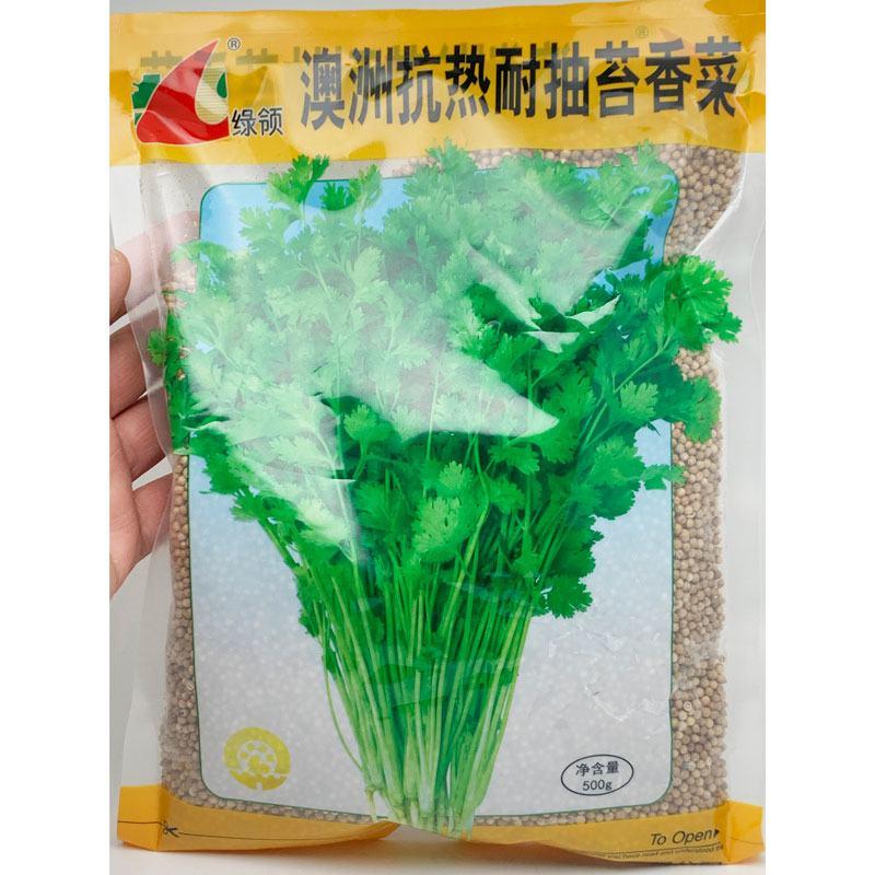 澳洲抗热耐抽苔香菜种子进口芫荽种子四季香菜原装500克