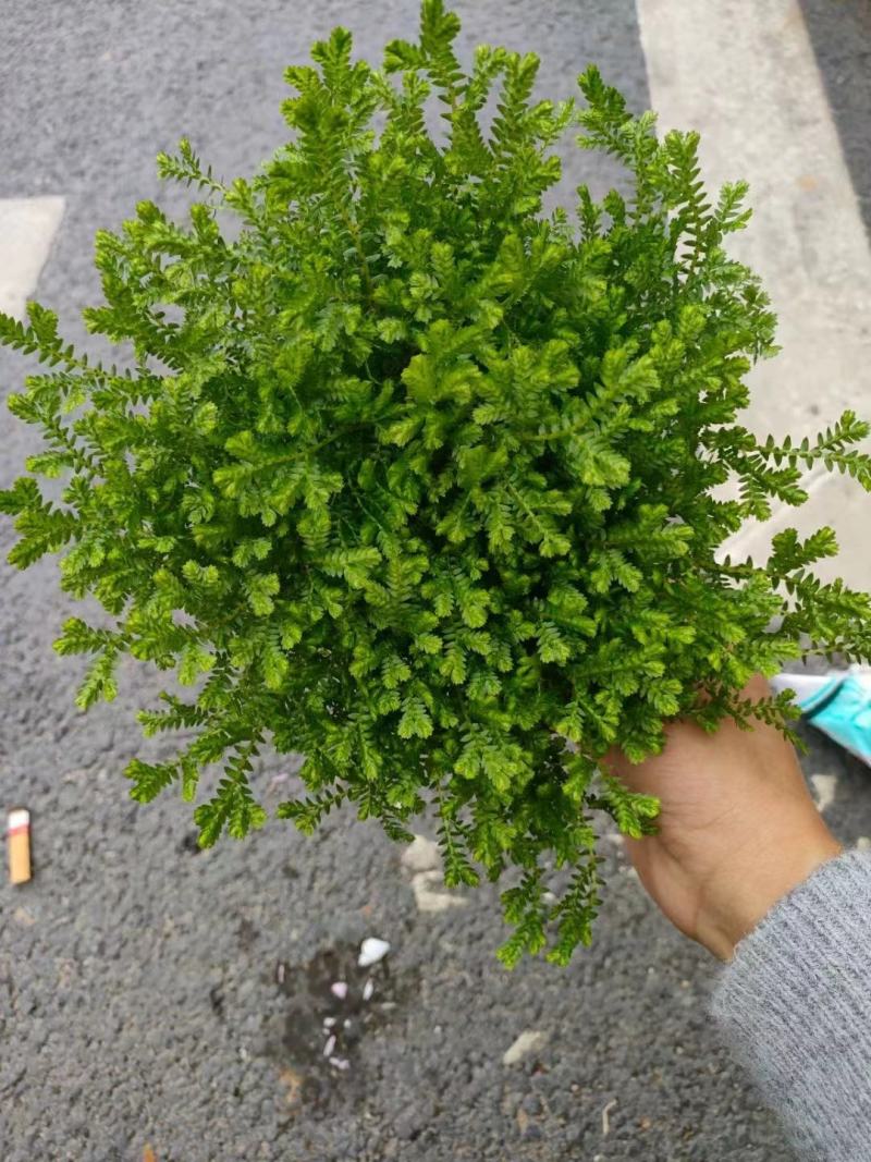 翠云草盆景盆栽苗木基地直发绿化苗木可视频看货