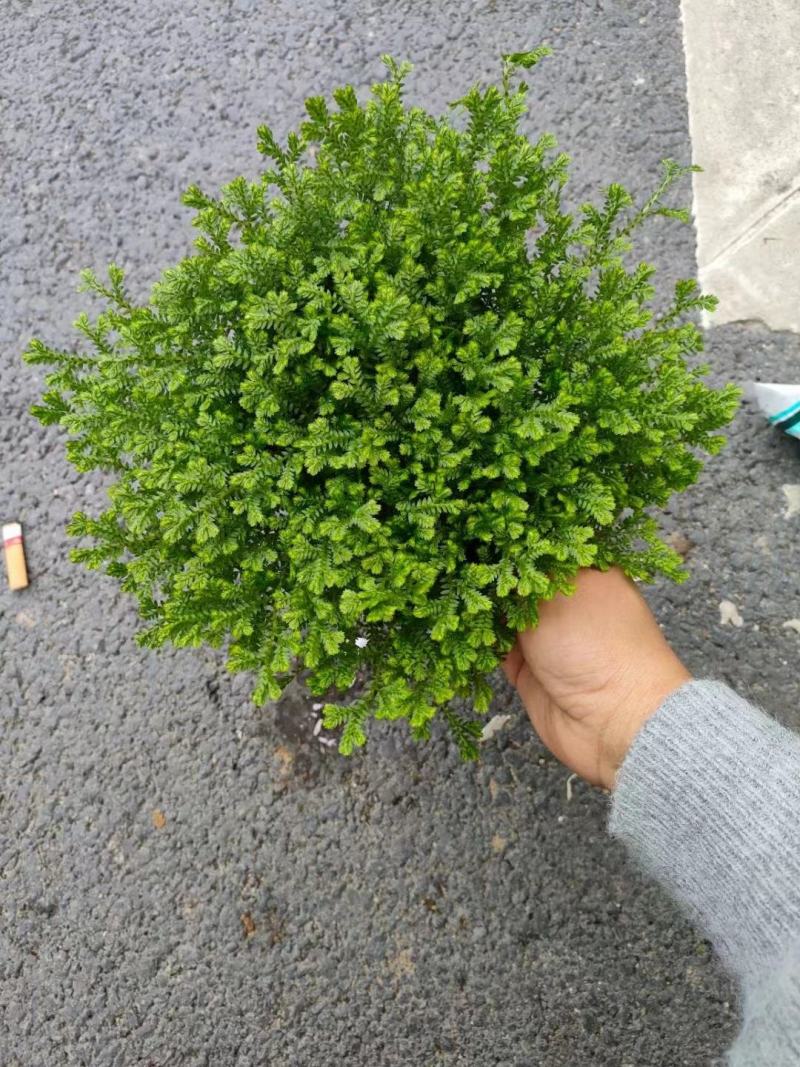 翠云草盆景盆栽苗木基地直发绿化苗木可视频看货