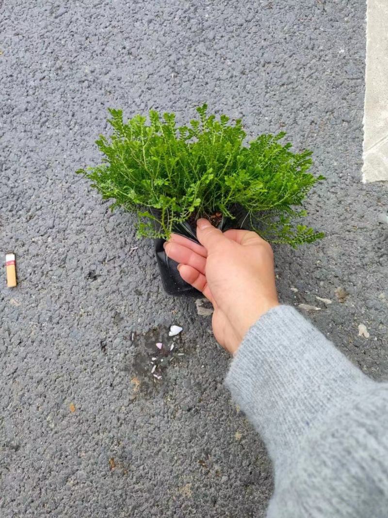 翠云草盆景盆栽苗木基地直发绿化苗木可视频看货