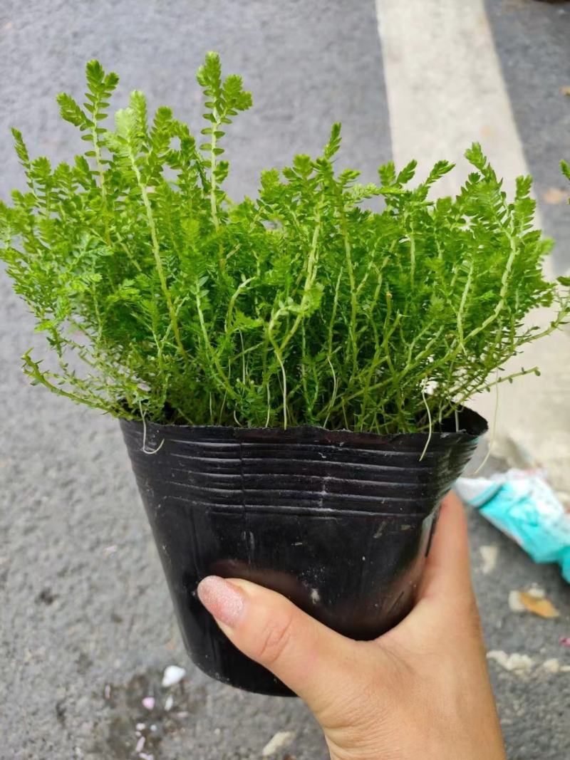 翠云草盆景盆栽苗木基地直发绿化苗木可视频看货