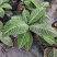 走马胎植物盆栽中药材盆景室内外庭院喜阴耐养