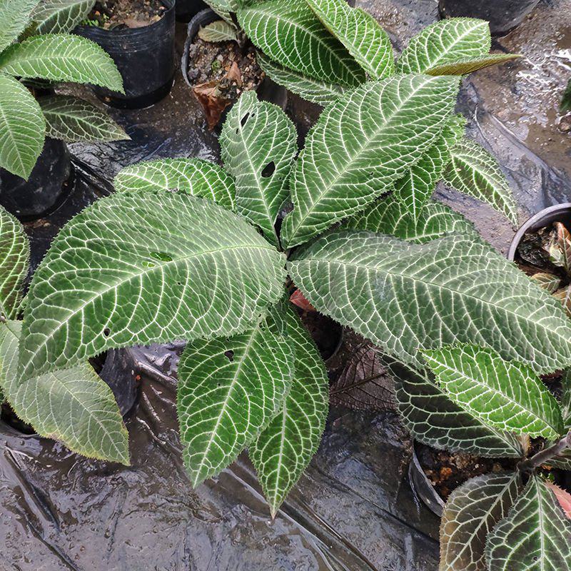走马胎植物盆栽中药材盆景室内外庭院喜阴耐养