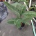 走马胎植物盆栽中药材盆景室内外庭院喜阴耐养