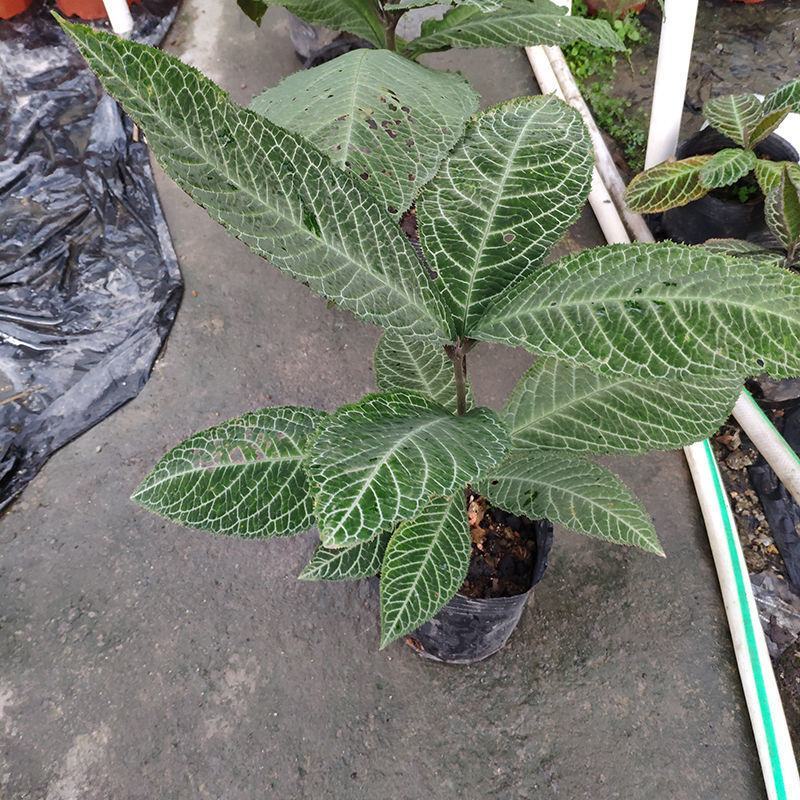 走马胎植物盆栽中药材盆景室内外庭院喜阴耐养