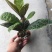 走马胎植物盆栽中药材盆景室内外庭院喜阴耐养