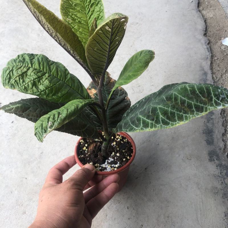 走马胎植物盆栽中药材盆景室内外庭院喜阴耐养