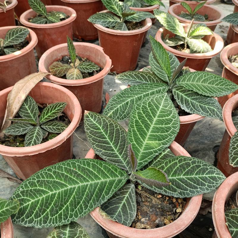 走马胎植物盆栽中药材盆景室内外庭院喜阴耐养