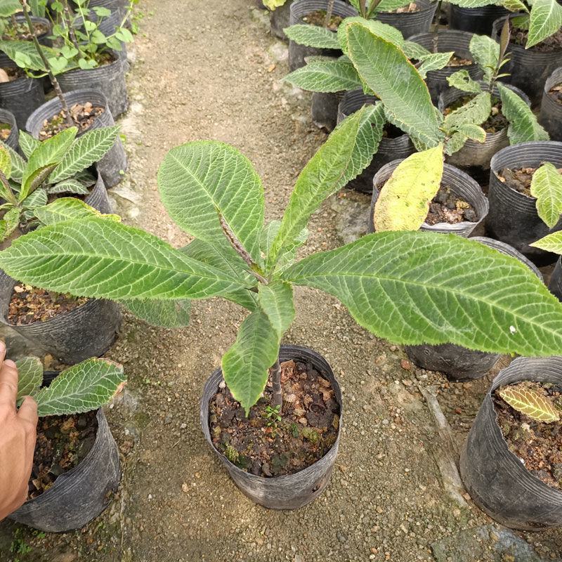 走马胎植物盆栽中药材盆景室内外庭院喜阴耐养