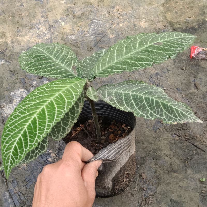 走马胎植物盆栽中药材盆景室内外庭院喜阴耐养