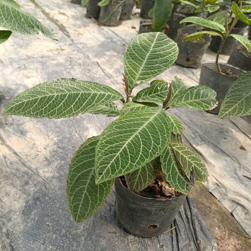 走马胎植物盆栽中药材盆景室内外庭院喜阴耐养