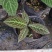 走马胎植物盆栽中药材盆景室内外庭院喜阴耐养