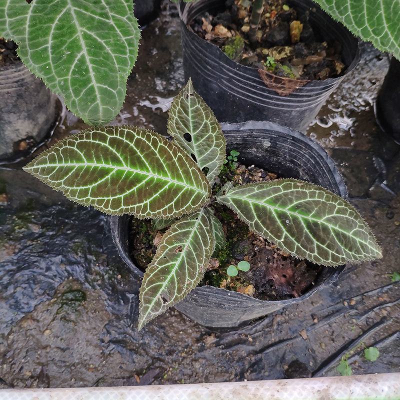 走马胎植物盆栽中药材盆景室内外庭院喜阴耐养