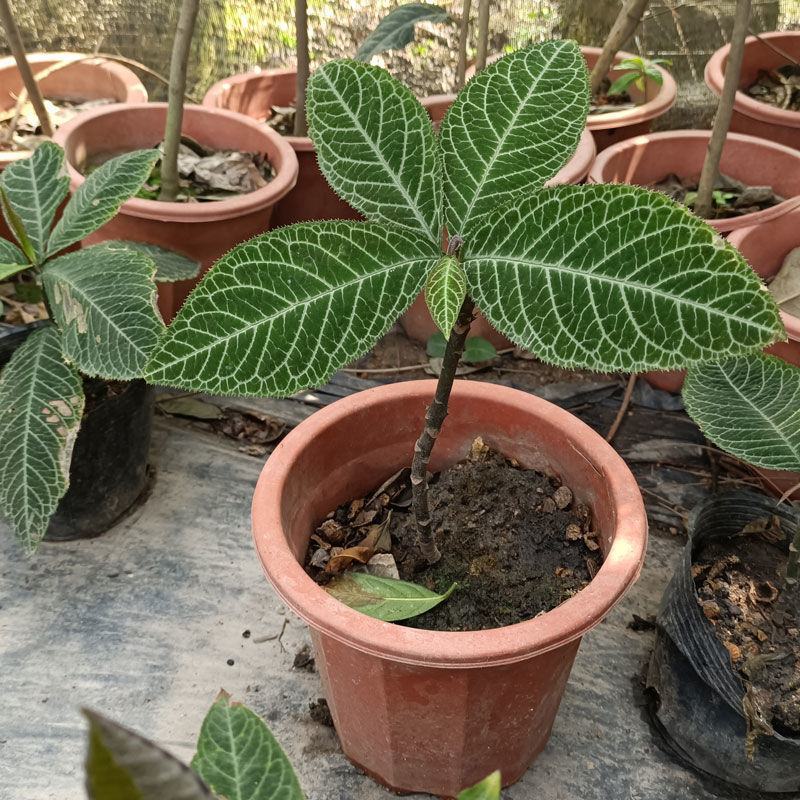 走马胎植物盆栽中药材盆景室内外庭院喜阴耐养