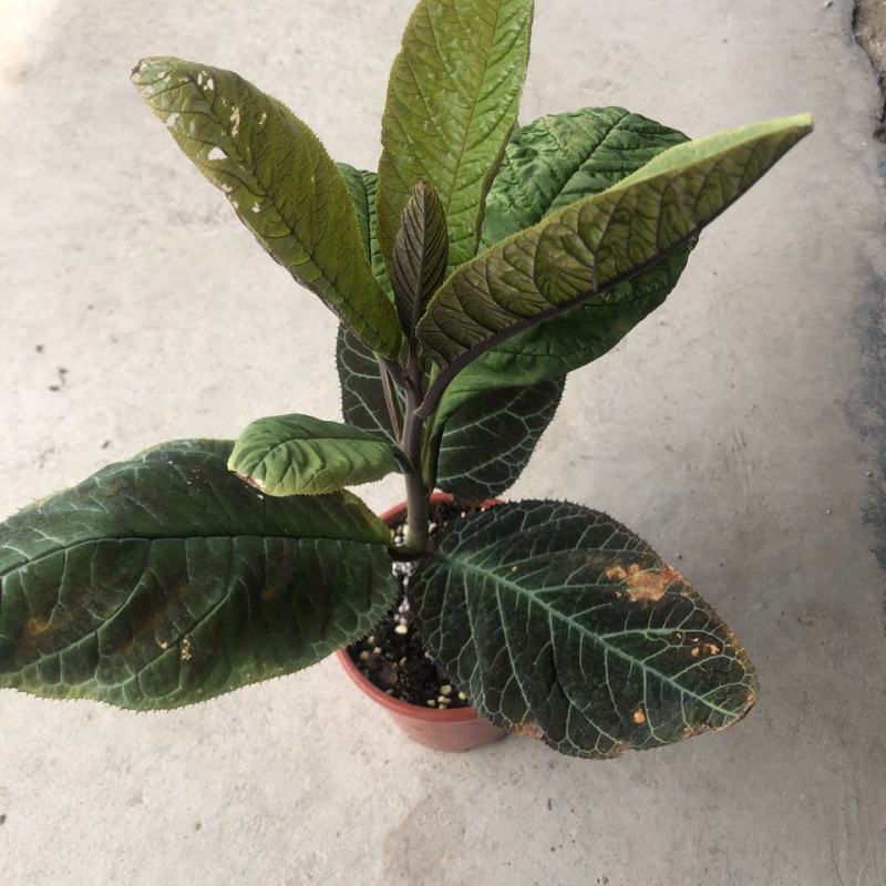 走马胎植物盆栽中药材盆景室内外庭院喜阴耐养