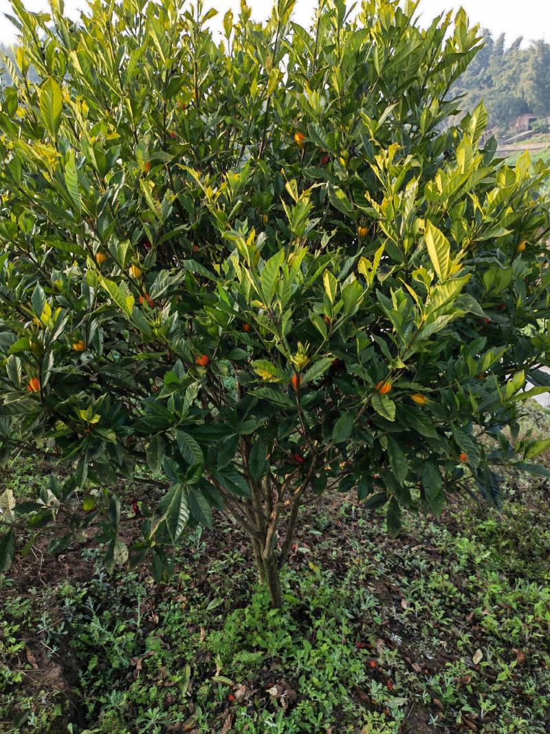 黄栀子苗，苗子清秀无病虫害，采种全部挑选大果，产量高生长