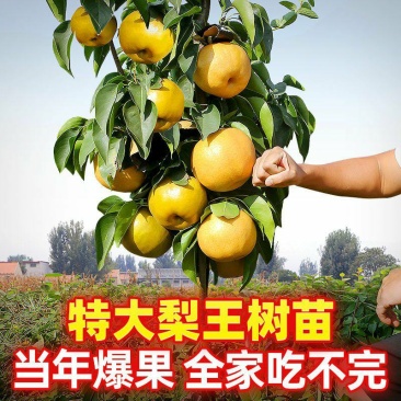 梨树苗早熟晚熟当年结果南北方种植地栽盆栽庭院嫁接梨树苗果