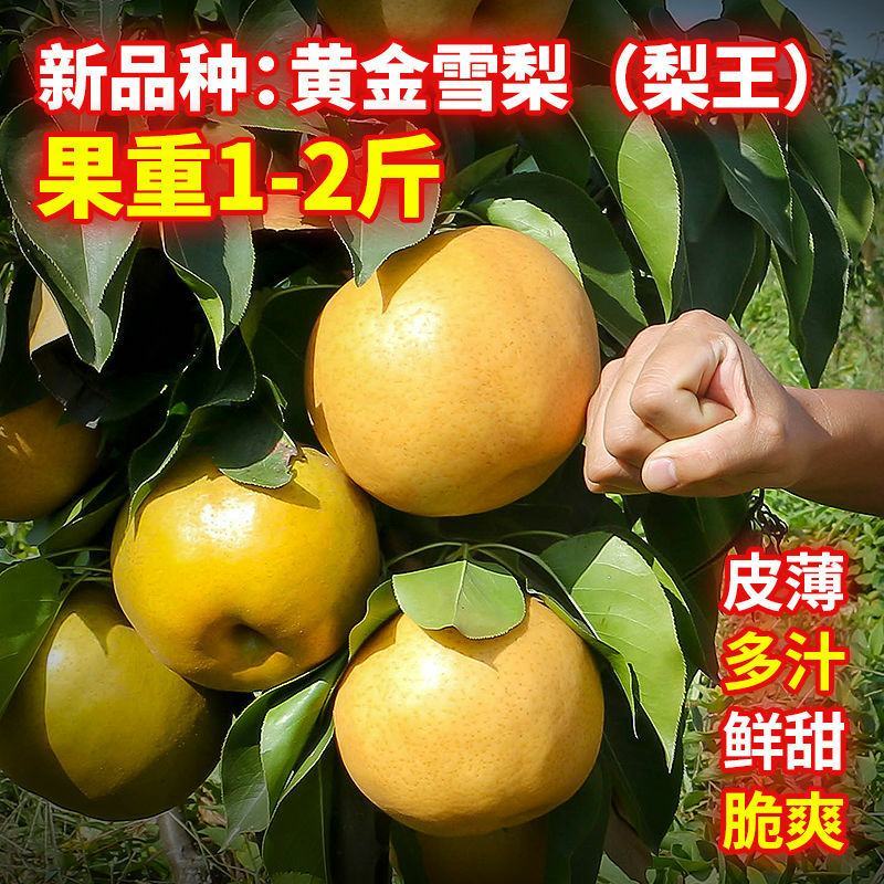 梨树苗早熟晚熟当年结果南北方种植地栽盆栽庭院嫁接梨树苗果