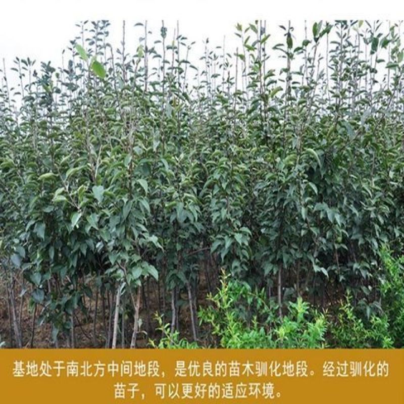 梨树苗早熟晚熟当年结果南北方种植地栽盆栽庭院嫁接梨树苗果