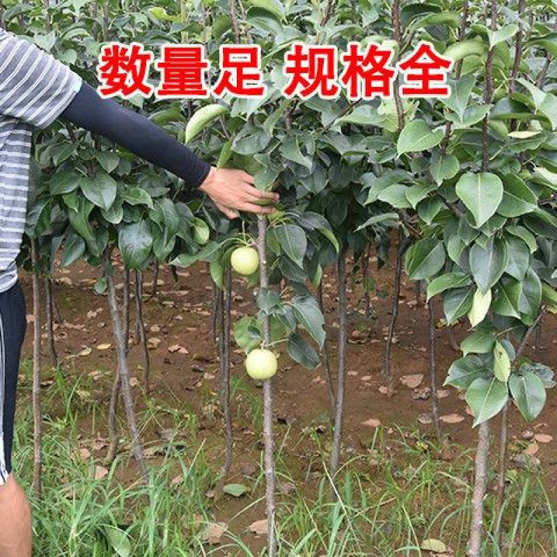 梨树苗早熟晚熟当年结果南北方种植地栽盆栽庭院嫁接梨树苗果