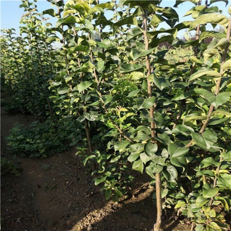 梨树苗早熟晚熟当年结果南北方种植地栽盆栽庭院嫁接梨树苗果