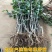 梨树苗早熟晚熟当年结果南北方种植地栽盆栽庭院嫁接梨树苗果