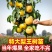 梨树苗早熟晚熟当年结果南北方种植地栽盆栽庭院嫁接梨树苗果