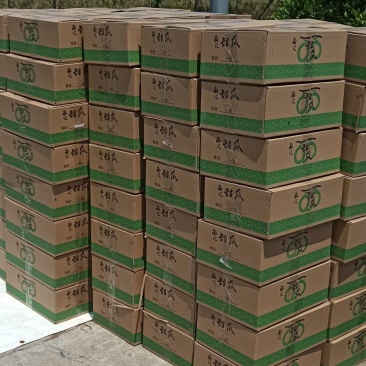 一件代发南汇玉姑甜瓜，品质保证，价格实惠，可送货上门