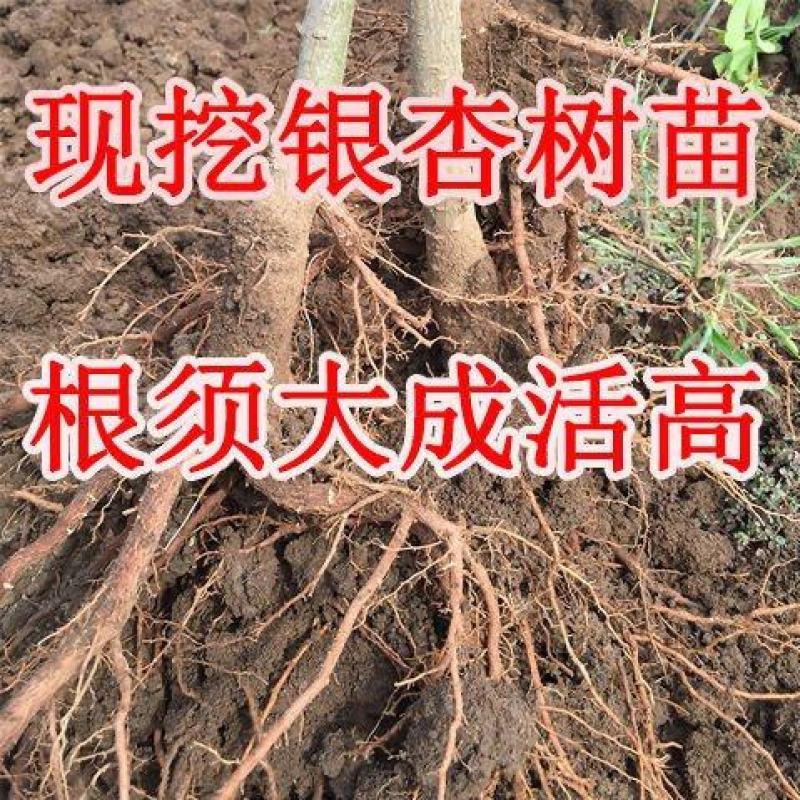 湖北利川银杏树苗白果苗庭院园林绿化苗行道树金叶银杏大小苗