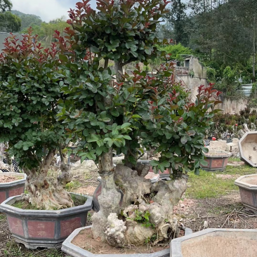 嫁接红花紫薇桩头盆景漳州紫薇种植基地农户直销批发