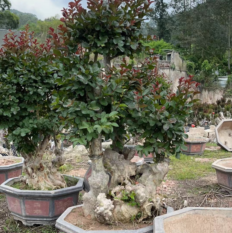 嫁接红花紫薇桩头盆景漳州紫薇种植基地农户直销批发