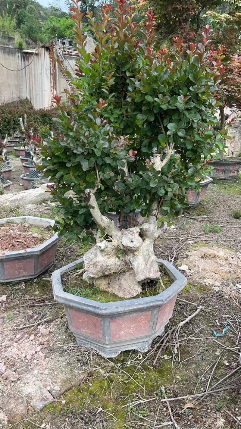 嫁接红花紫薇桩头盆景漳州紫薇种植基地农户直销批发